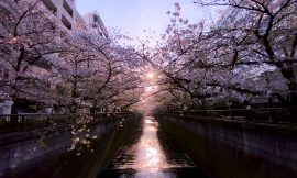 目黒川の桜 2020 #15：朝陽の中で – Movie