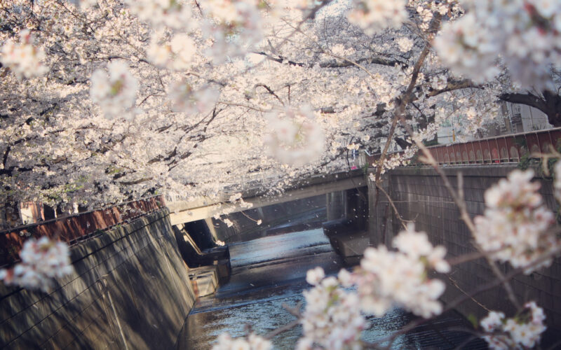 目黒川の桜 2021 #05：今と昔