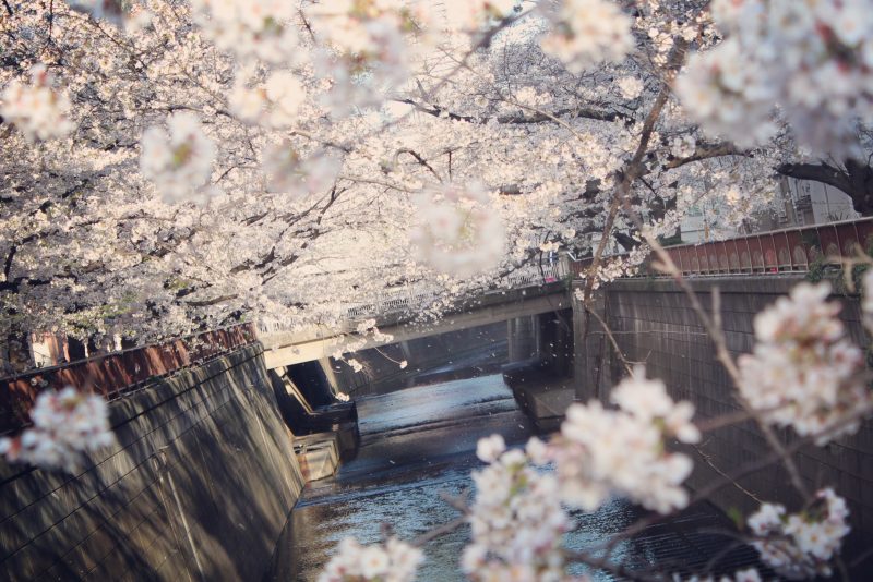 Read more about the article 目黒川の桜 2021 #05：今と昔