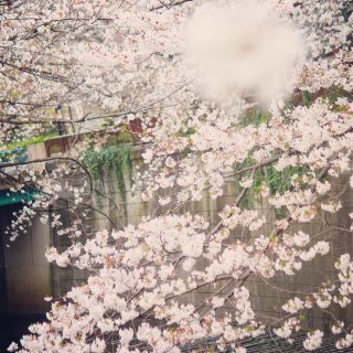 目黒川の桜 2021 #08：カルガモ