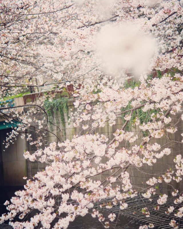 Read more about the article 目黒川の桜 2021 #08：カルガモ