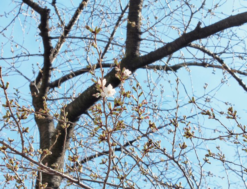 Read more about the article 目黒川の桜 2021 #01：開花宣言