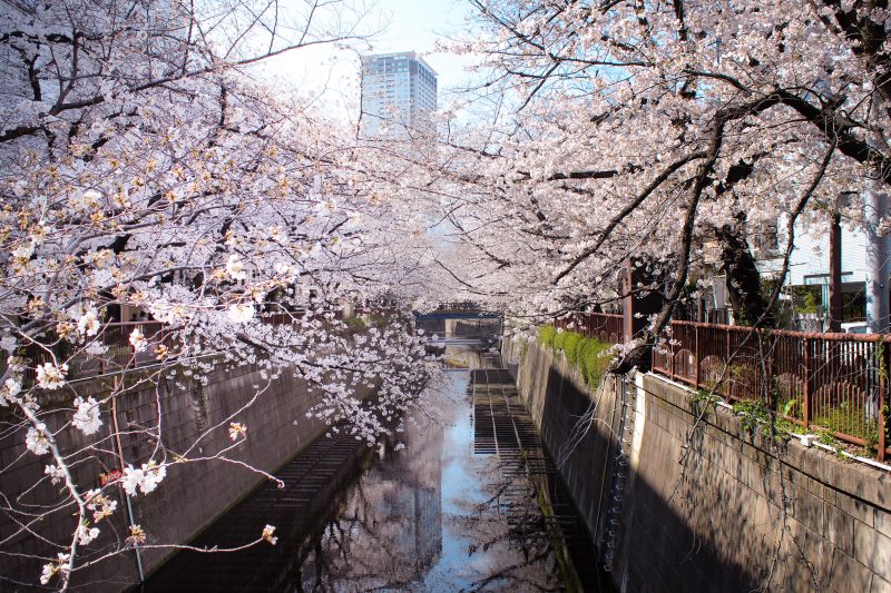 Read more about the article 目黒川の桜 2021 #03：満開間近