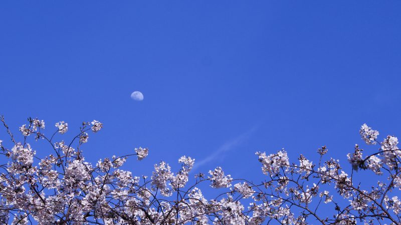 Read more about the article 目黒川の桜 2021 #04：ほぼ満開