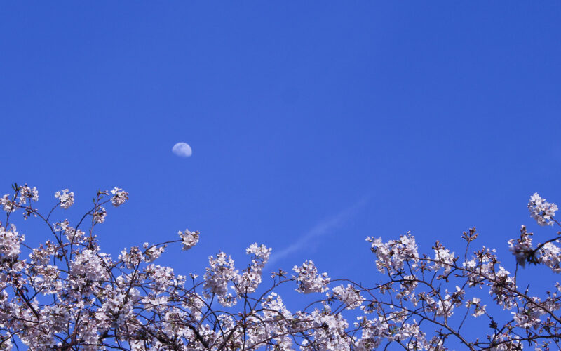 目黒川の桜 2021 #04：ほぼ満開