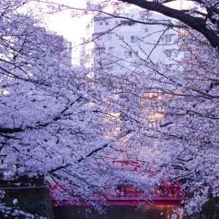 目黒川の桜 2021 #06：夕暮れ