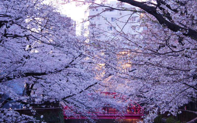 目黒川の桜 2021 #06：夕暮れ