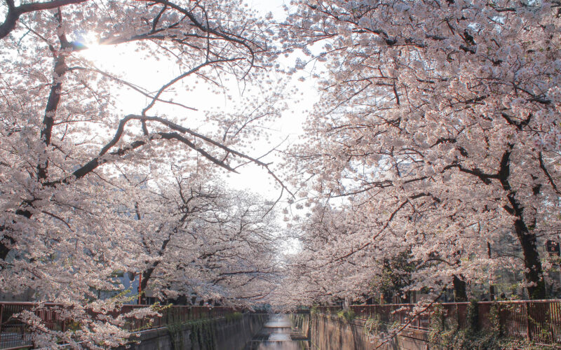目黒川の桜 2021 #07：朝の桜