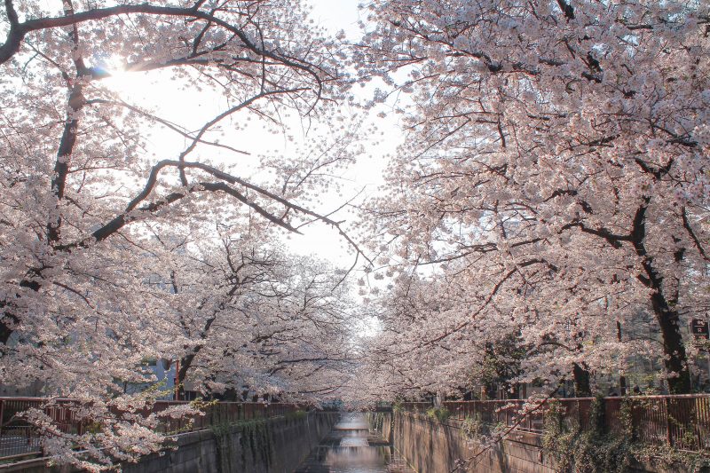 Read more about the article 目黒川の桜 2021 #07：朝の桜