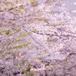 目黒川の桜 2021 #09：あと少し