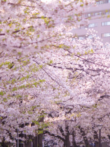 Read more about the article 目黒川の桜 2021 #09：あと少し