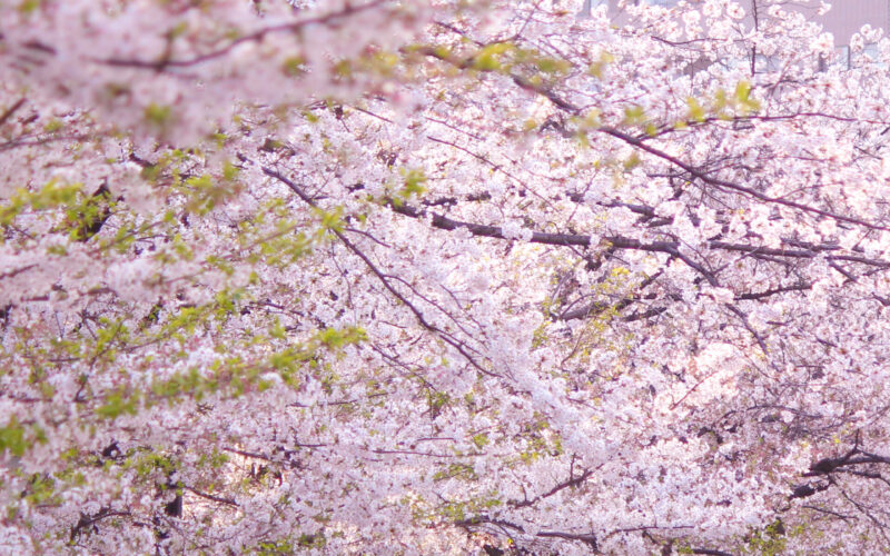 目黒川の桜 2021 #09：あと少し