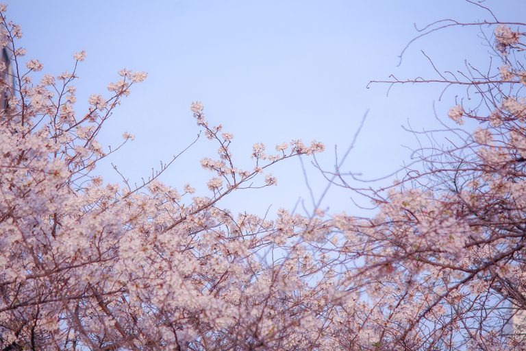 Read more about the article 目黒川の桜 2021 #10：上空
