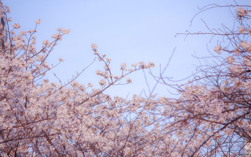 目黒川の桜 2021 #10：上空