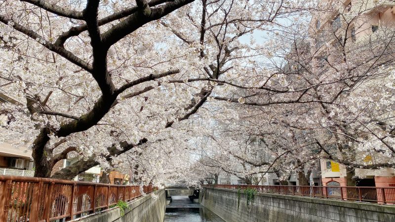 Read more about the article 目黒川の桜 2021 #02：五分咲き