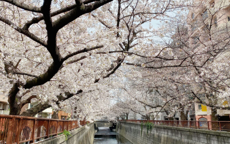 目黒川の桜 2021 #02：五分咲き