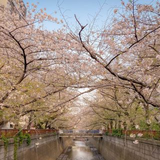 目黒川の桜 2021 #11：葉桜へ
