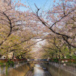 目黒川の桜 2021 #11：葉桜へ