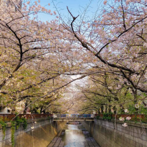 Read more about the article 目黒川の桜 2021 #11：葉桜へ