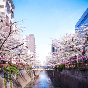 Read more about the article 目黒川の桜 2024 #03：満開