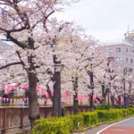 目黒川の桜 2024 #02：ほぼ満開