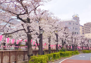 Read more about the article 目黒川の桜 2024 #02：ほぼ満開