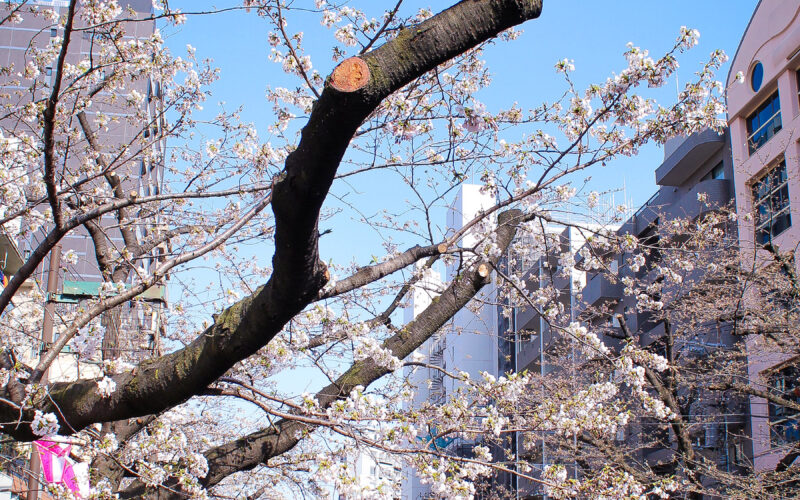 目黒川の桜 2024 #01：咲きはじめ
