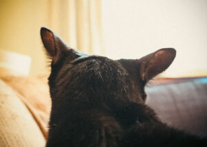 Read more about the article 猫の後ろ姿も好き