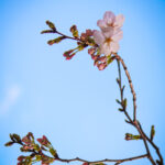 目黒川の桜 2025 #01：開花