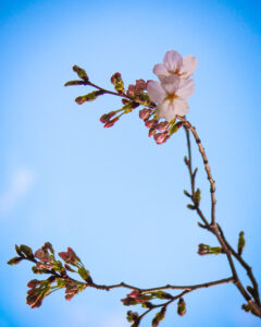 Read more about the article 目黒川の桜 2025 #01：開花