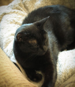 Read more about the article 凛としてる？