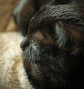 Read more about the article 春うらら