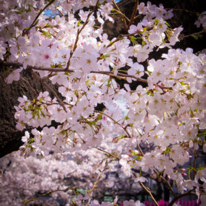 Read more about the article 目黒川の桜 2025 #03：推し活