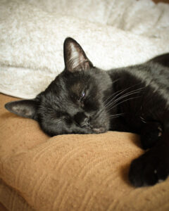 Read more about the article 昼間は寝てる