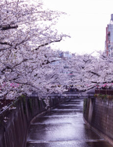 Read more about the article 目黒川の桜 2025 #05：満開！